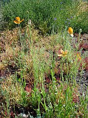 papaver californicum
